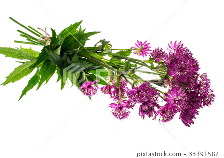 Wild flowers lilac on white 33191582