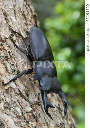 On domestic Okuwagata forest trees 33191590