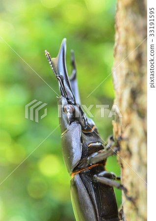 On domestic Okuwagata forest trees On domestic Okuwagata forest trees 33191595
