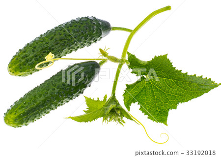 Leaves and ovary cucumber on white background Leaves and ovary cucumber on white background 33192018