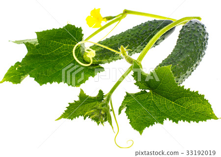 Leaves and ovary cucumber on white background Leaves and ovary cucumber on white background 33192019
