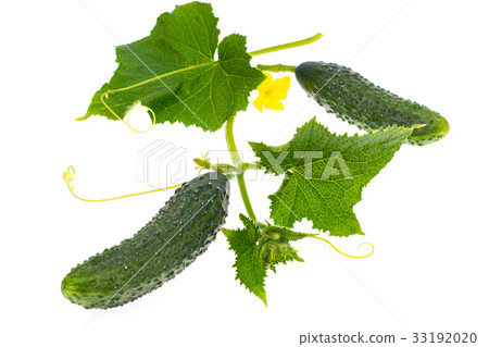 Leaves and ovary cucumber on white background Leaves and ovary cucumber on white background 33192020