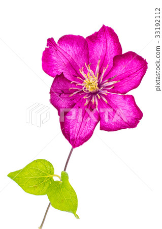 Clematis flower on white Clematis flower on white 33192112
