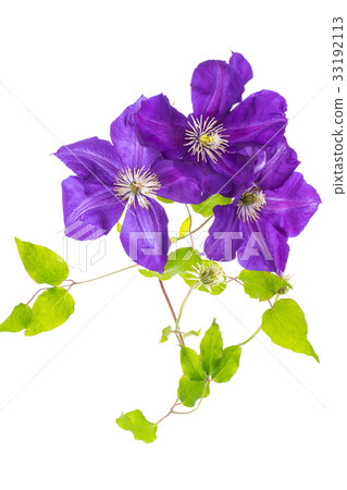 Clematis flower on white Clematis flower on white 33192113
