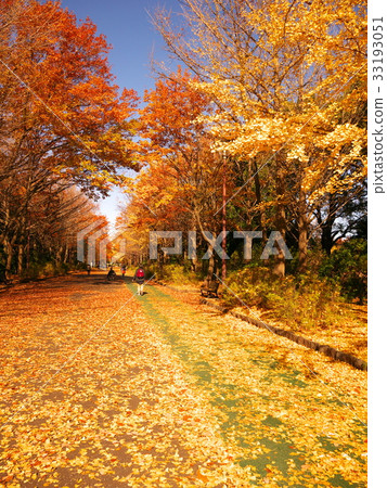 Ginkgo biloba Ginkgo biloba 33193051