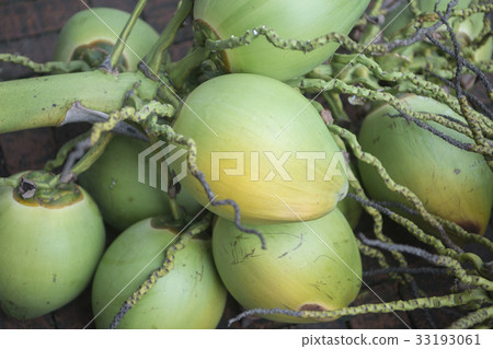 LAOS LUANG PRABANG MARKET COCONUT 33193061