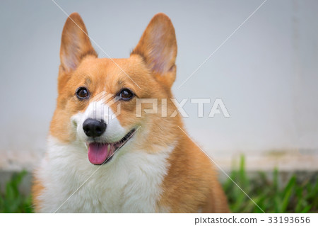 Welsh Corgi Pembroke dog 33193656