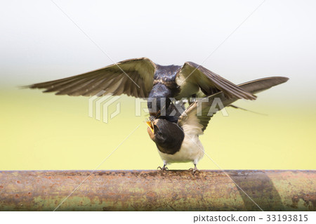 Barn swallow 33193815