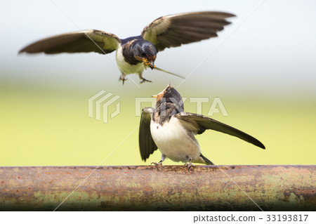Barn swallow 33193817