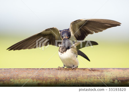 Barn swallow Barn swallow 33193820