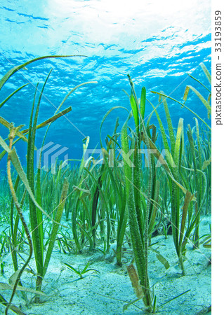 水下鰻草 水下鰻草 33193859