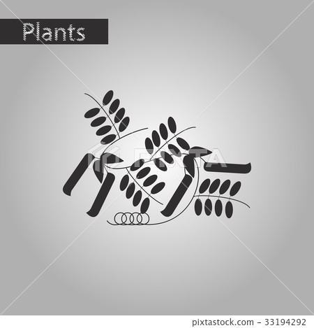 black and white style icon of natural pisum black and white style icon of natural pisum 33194292