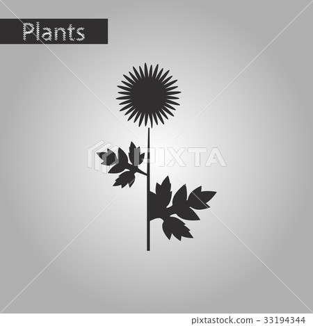 black and white style icon of flower aster black and white style icon of flower aster 33194344