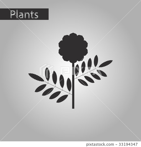 black and white style icon of plant tagetes 33194347