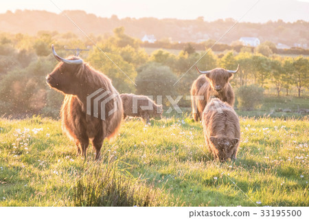 Swarm of midges attacking highland cows Swarm of midges attacking highland cows 33195500