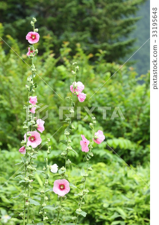夏天的花朵，蜀葵，盛開在一個自然的花園裡 33195648