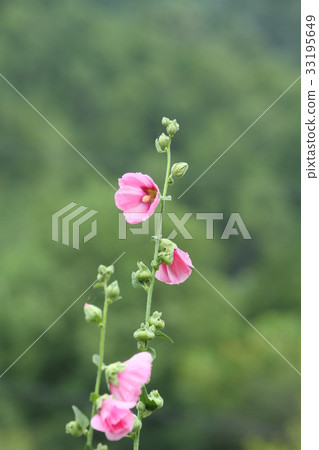 夏天的花朵，蜀葵，盛開在一個自然的花園裡 33195649