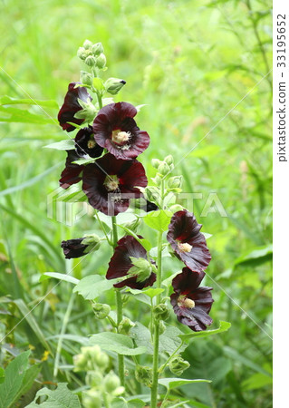 夏天的花朵，蜀葵，在自然花園裡綻放 33195652