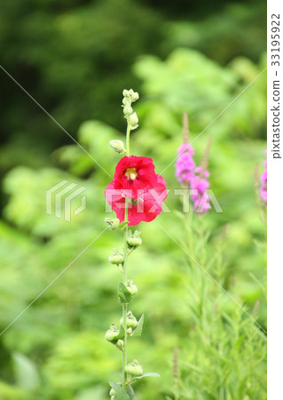 Summer flowers, hollyhocks, blooming in a natural garden Summer flowers, hollyhocks, blooming in a natural garden 33195922