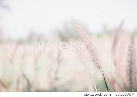 Grass flower in the meadow and filter vintage  33196397