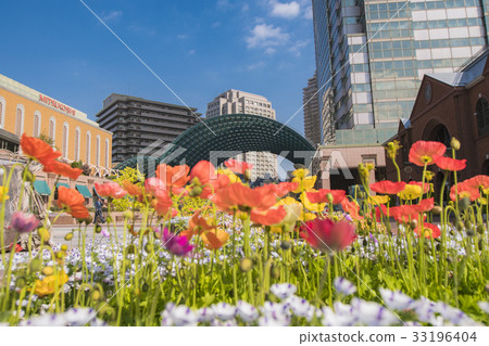 惠比壽花園廣場和罌粟花 惠比壽花園廣場和罌粟花 33196404