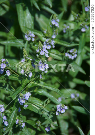 Yu Okawa Okawa Desha Flower language is "a strange character" Yu Okawa Okawa Desha Flower language is "a strange character" 33197026