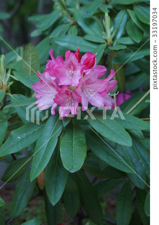 西柏花涮鍋花語是“尊嚴” 33197034