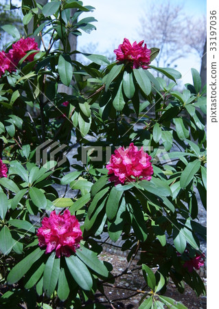 西柏樹花涮鍋花語言“雄偉” 33197036