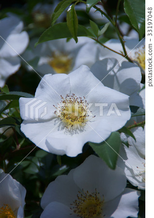 Namba Rika Nani Waibara Flower language is "pure love" 33197048