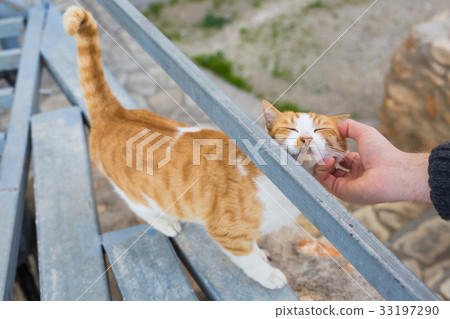 Homeless cat, pet and animals concept - Man caress Homeless cat, pet and animals concept - Man caress 33197290