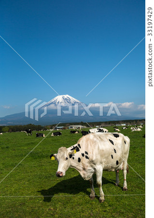 Grazed cow Grazed cow 33197429