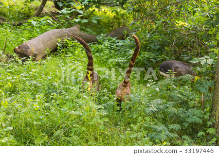South American coati, Nasua nasua, in the nature South American coati, Nasua nasua, in the nature 33197446