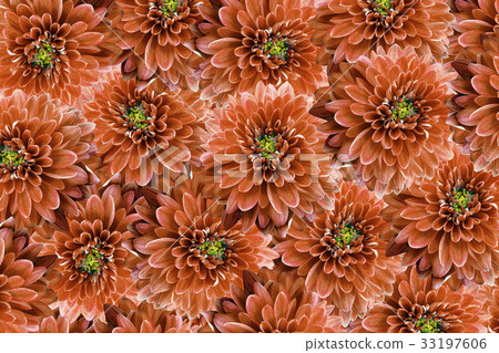 flowers  background .Red flowers chrysanthemum.  33197606