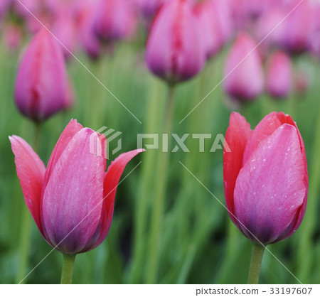 Flowers pink tulip. Bud  of a spring flowers.  33197607