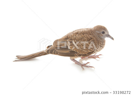 Portraif of zebra dove Portraif of zebra dove 33198272