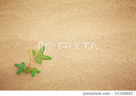 Green plant growing trough sand 33198685