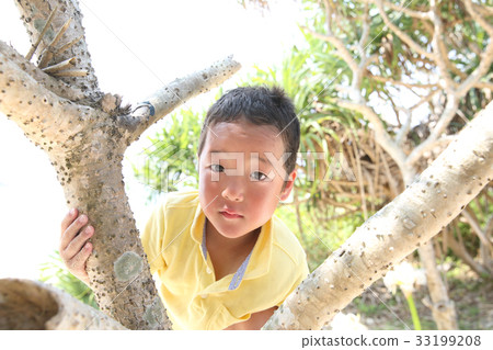 爬一棵樹的孩子在一個南國 33199208