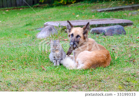 Friendship of homeless cat and dog 33199333