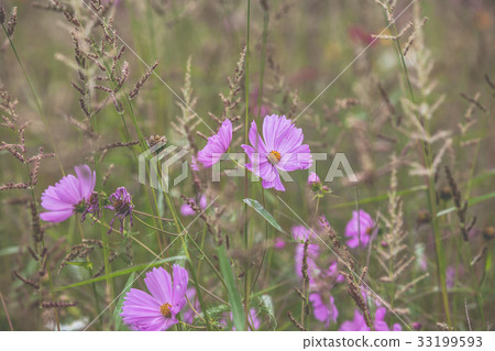 Wildflowers on a meadow 33199593