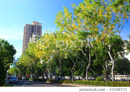 高雄市和平一路的阿勃勒 高雄市和平一路的阿勃勒 33199723