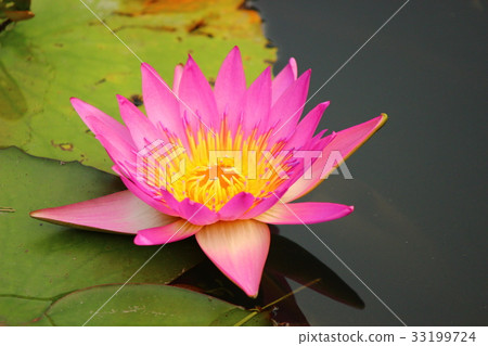 蓮花 蓮花 33199724
