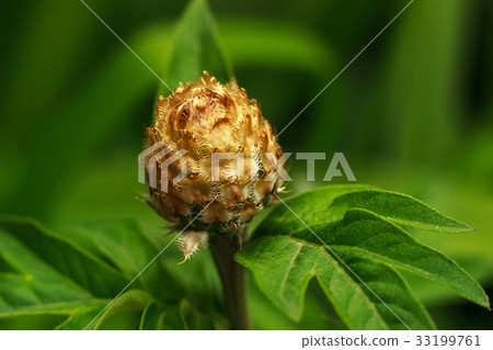 Close up Centaurea jacea ?n a green background Close up Centaurea jacea ?n a green background 33199761