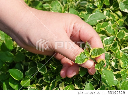 Hand Taking Care of Green Plant in Garden 33199829