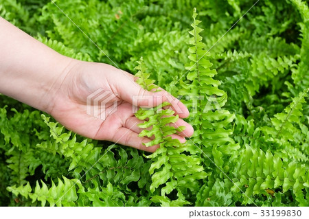Hand Taking Care of Tassle Ferns in Garden 33199830