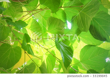 Mulberry Leaves or Morus Branch on Tree 33199845