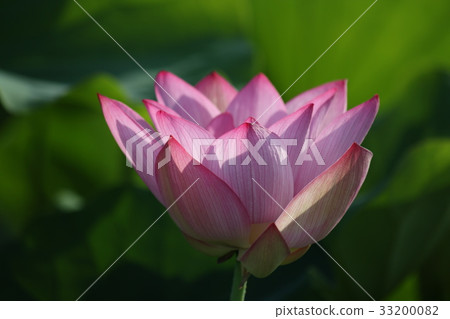 蓮花 33200082