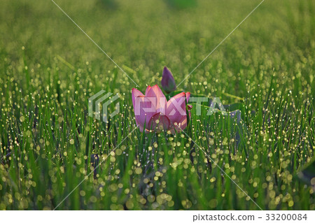 Lotus flower and morning dew 33200084