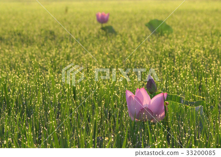 蓮花和早晨露水 33200085