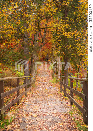 Long path through the colorful forest 33200129