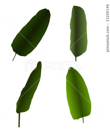 Colorful Naturalistic Palm Leaf. Vector 33200148
